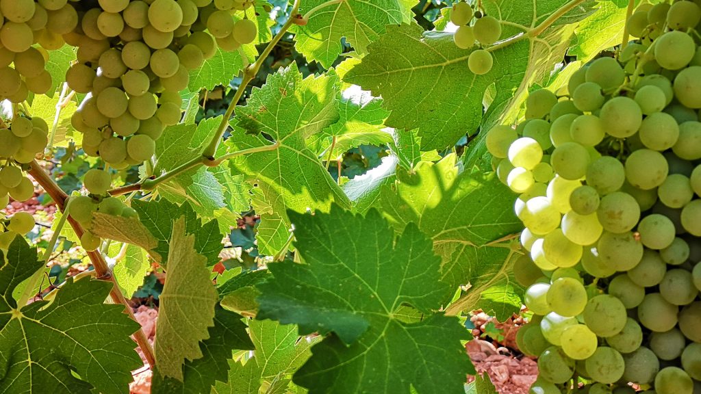 Climate Change Hits Europe’s Wine Regions Hardest